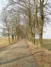 Foto Ahornallee Hoppenrade Foto Ahornallee Hoppenrade
