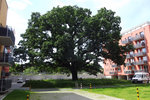 Foto alte Eiche an der Liststraße in Potsdam