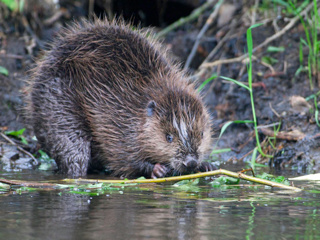 Elbebiber, Foto: Wolfgang Ewert Foto Biber am Ufer