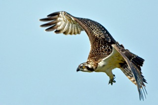 Fischadler im Anflug