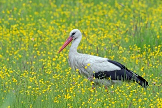 Weißstorch in der Hahnenfußwiese, Foto: Detlef Hase Weißstorch in der Hahnenfußwiese